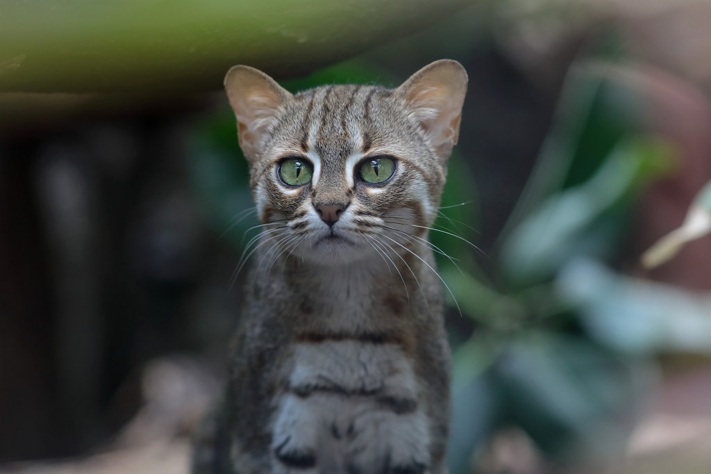 574A8750_c.jpg -  Rusty-spotted cat  ( Rostkatze )