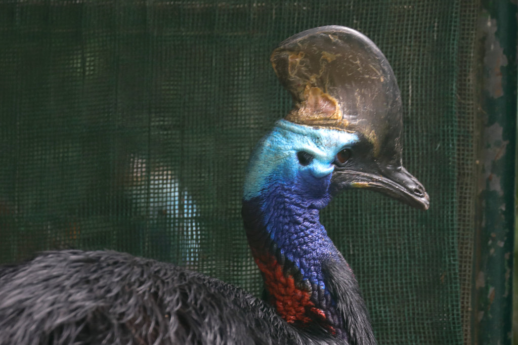 574A8817_c.jpg -  Southern cassowary  ( Helmkasuar )