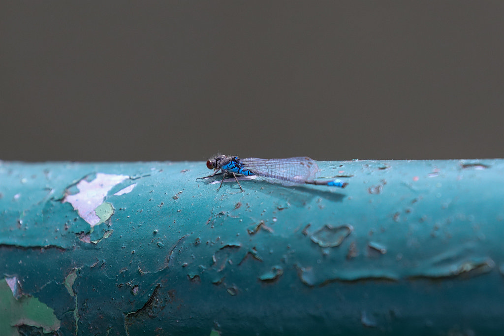 574A8833_c.jpg -  Damselfly  ( Libelle )