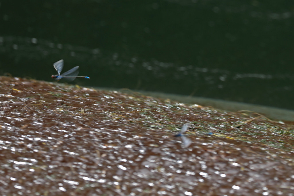 574A8837_c.jpg -  Hippopotamus  ( Flusspferd )