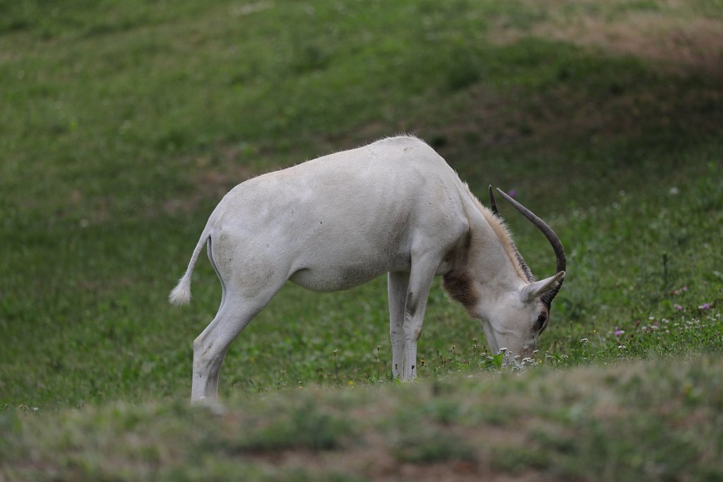 574A8908.JPG -  Addax  ( Mendesantilope )