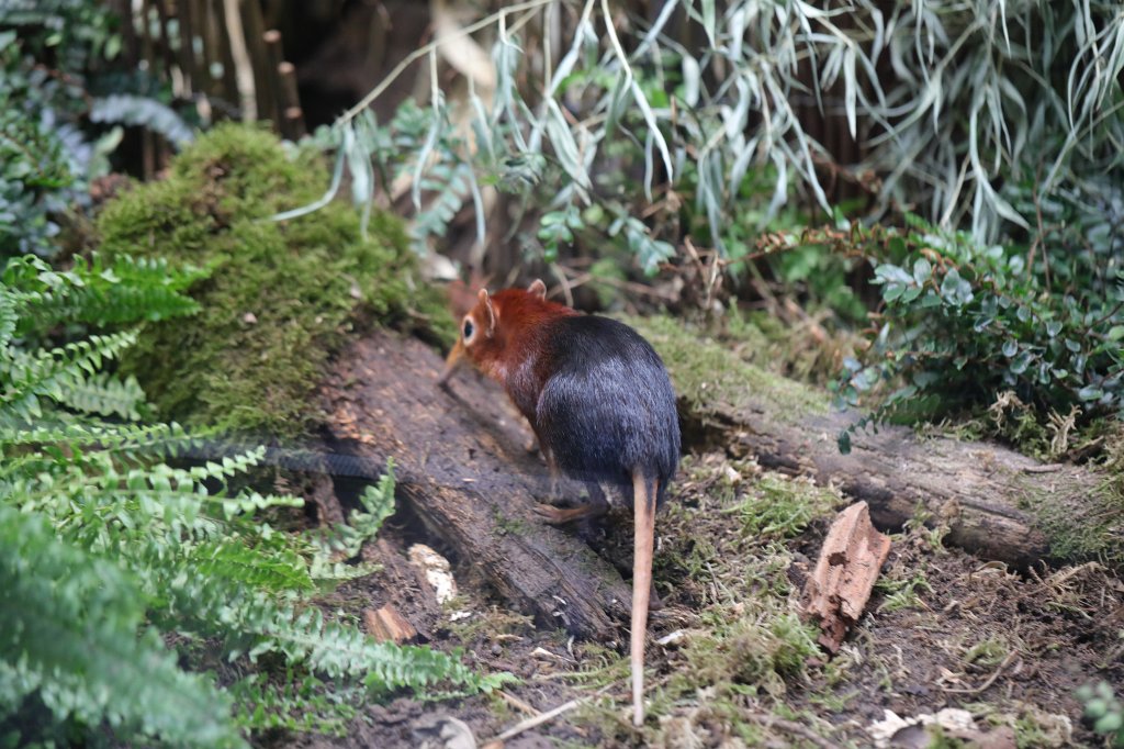 574A8981.JPG -  Black and rufous elephant shrew  ( Rotschulter-Rüsselhündchen )
