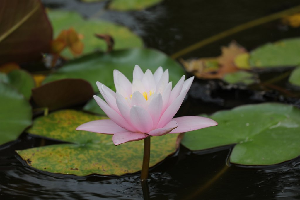 574A9034.JPG -  Water lily  ( Seerose )