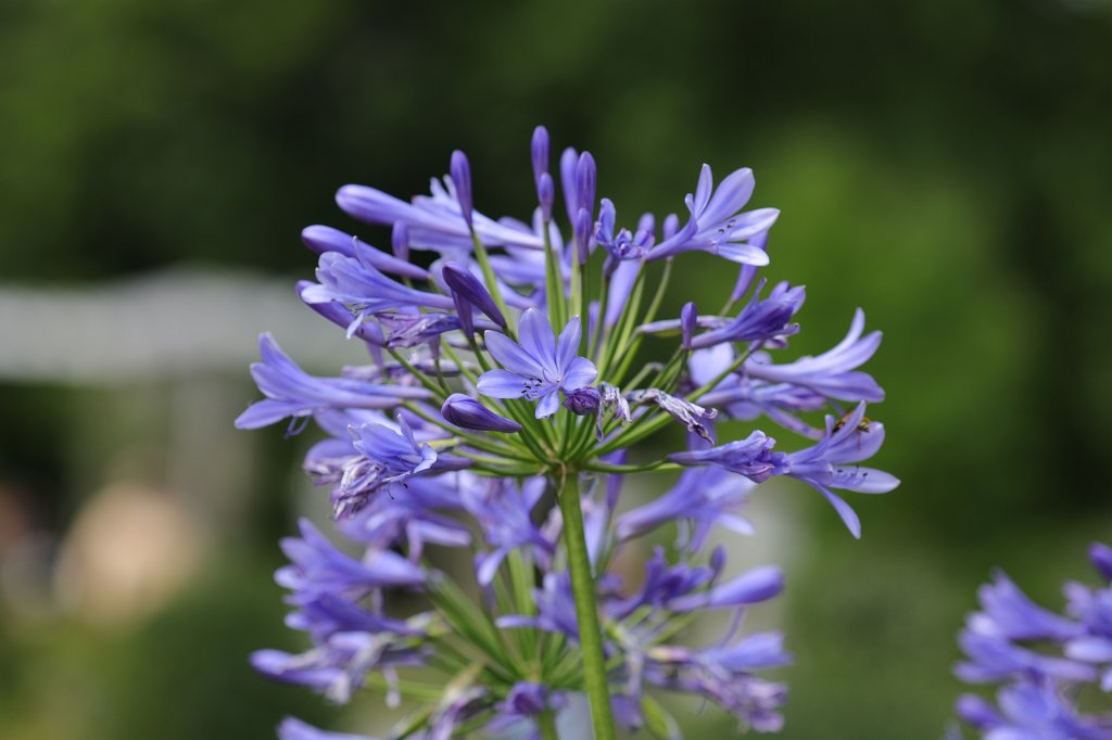 574A9040.JPG -  Agapanthus  ( Schmucklilie )