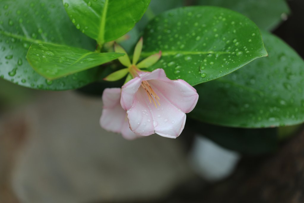 574A9058.JPG -  Portlandia coccinea 