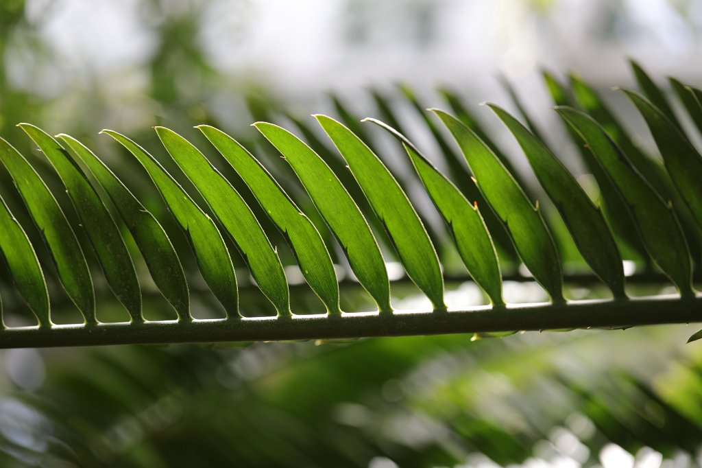 574A9067.JPG - Palm leaves