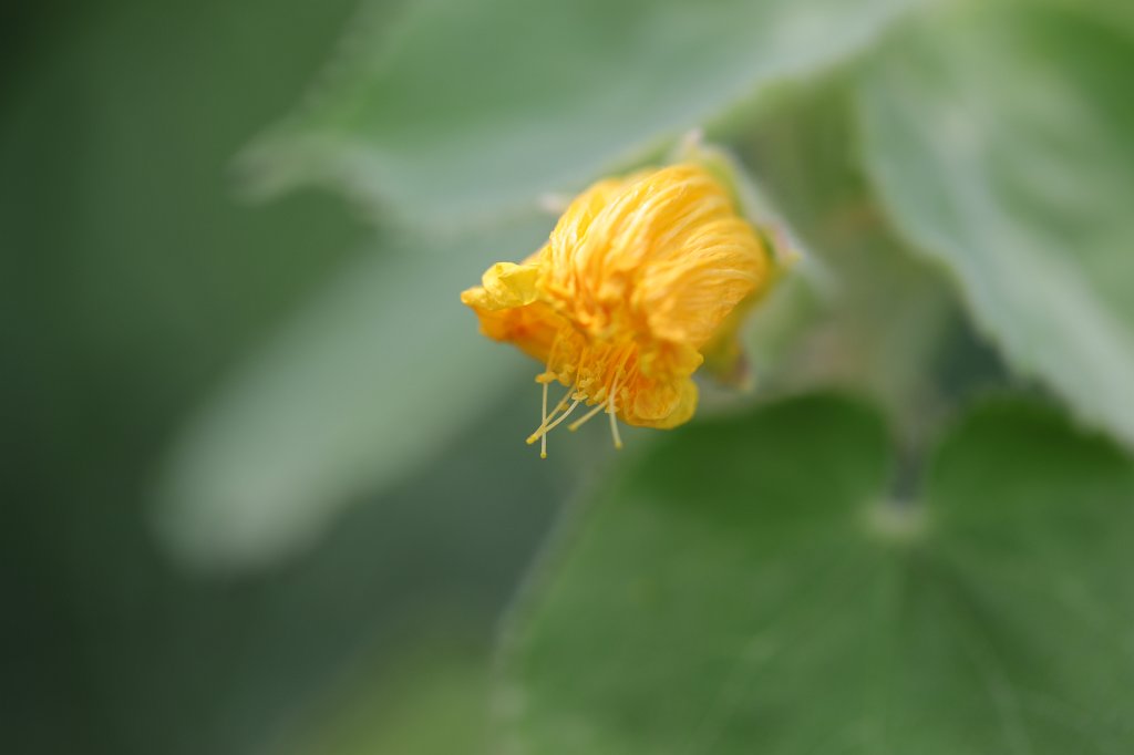 574A9068.JPG - Flower in the  Palmengarten  in  Frankfurt 
