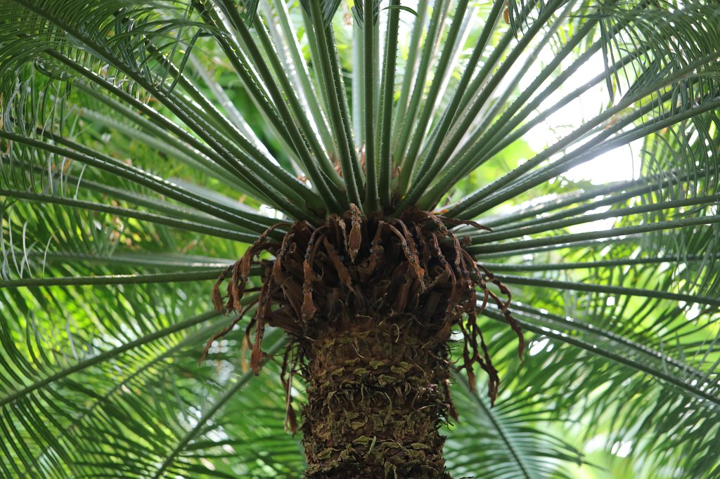 574A9095.JPG - Palm