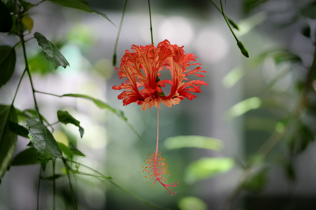 574A9107_c.jpg -  Hibiscus schizopetalus  (coral hibiscus)