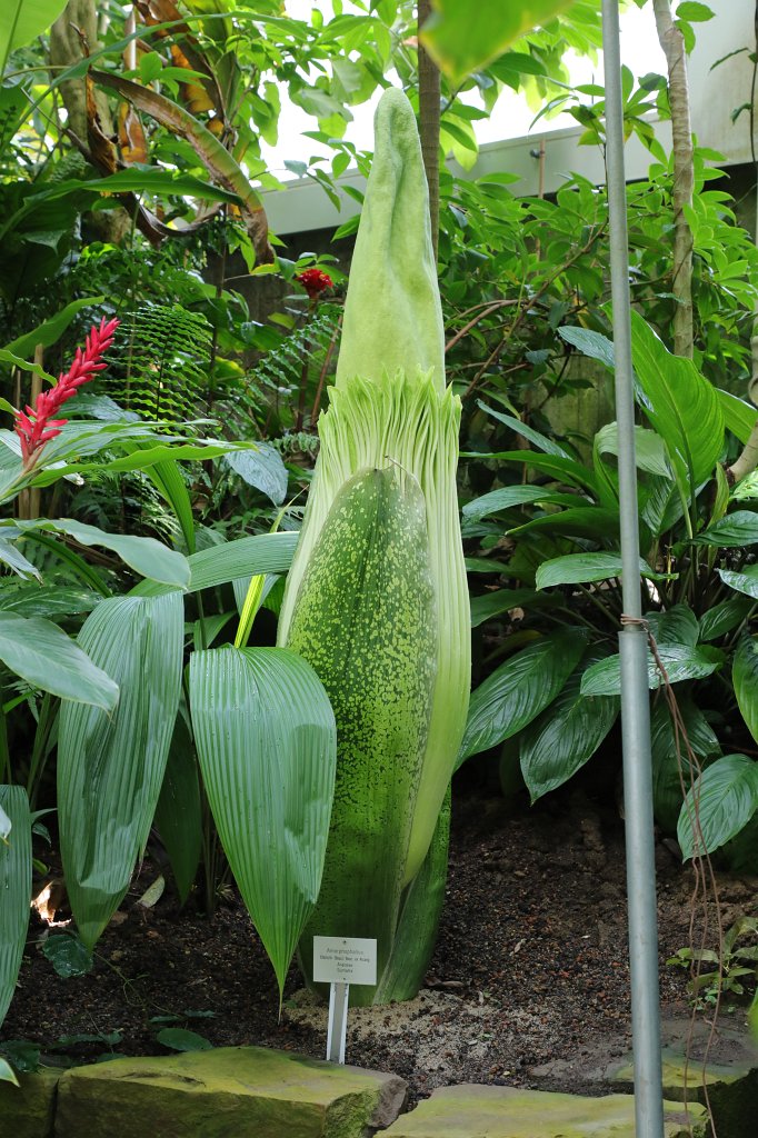 574A9113.JPG -  Amorphophallus titanum  ( Titanenwurz )