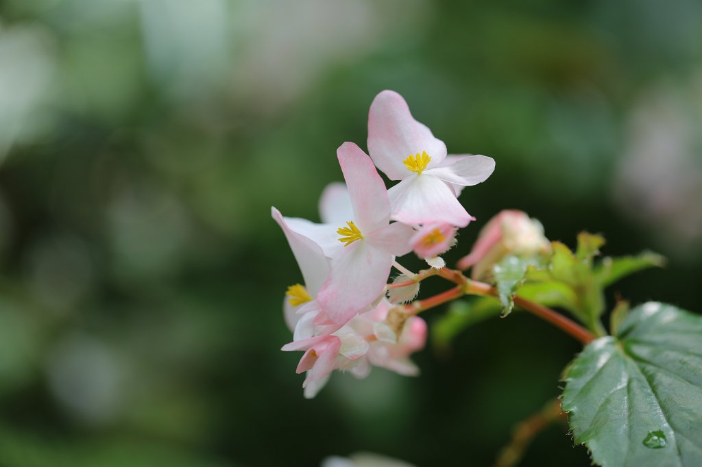 574A9128.JPG - Flower in the  Palmengarten  in  Frankfurt 