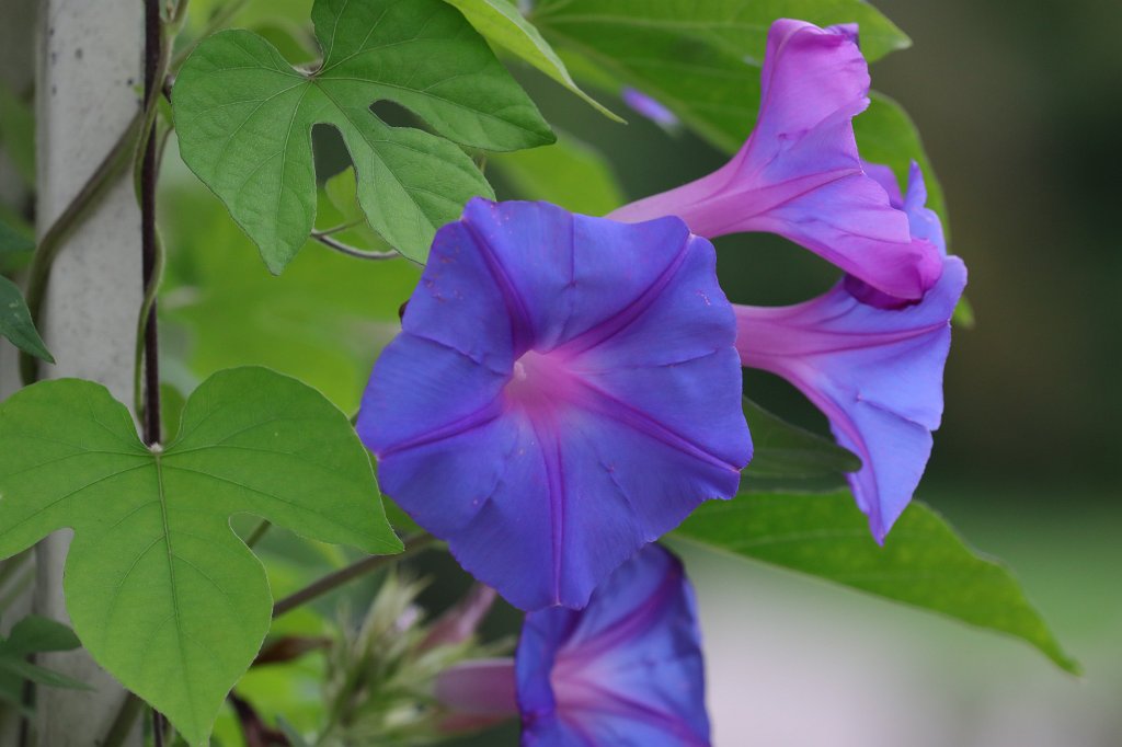 574A9144.JPG -  Common morning-glory  ( Purpur-Prunkwinde )