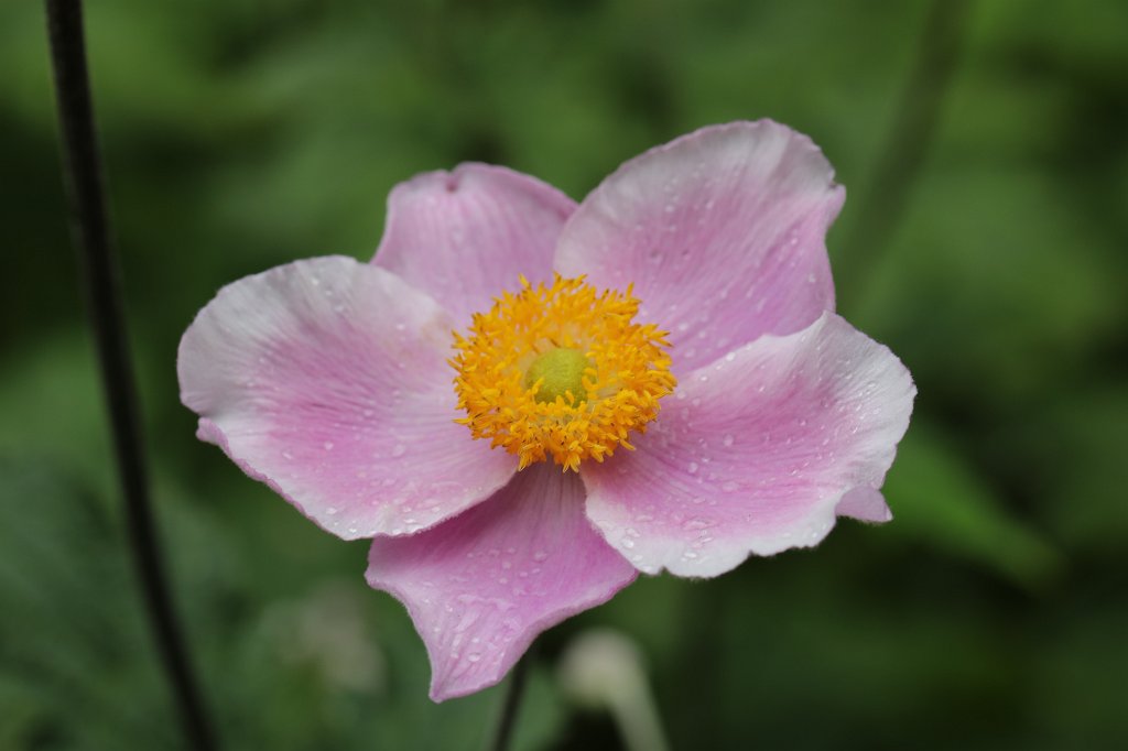 574A9151.JPG -  Anemone hupehensis  ( Herbst-Anemone )