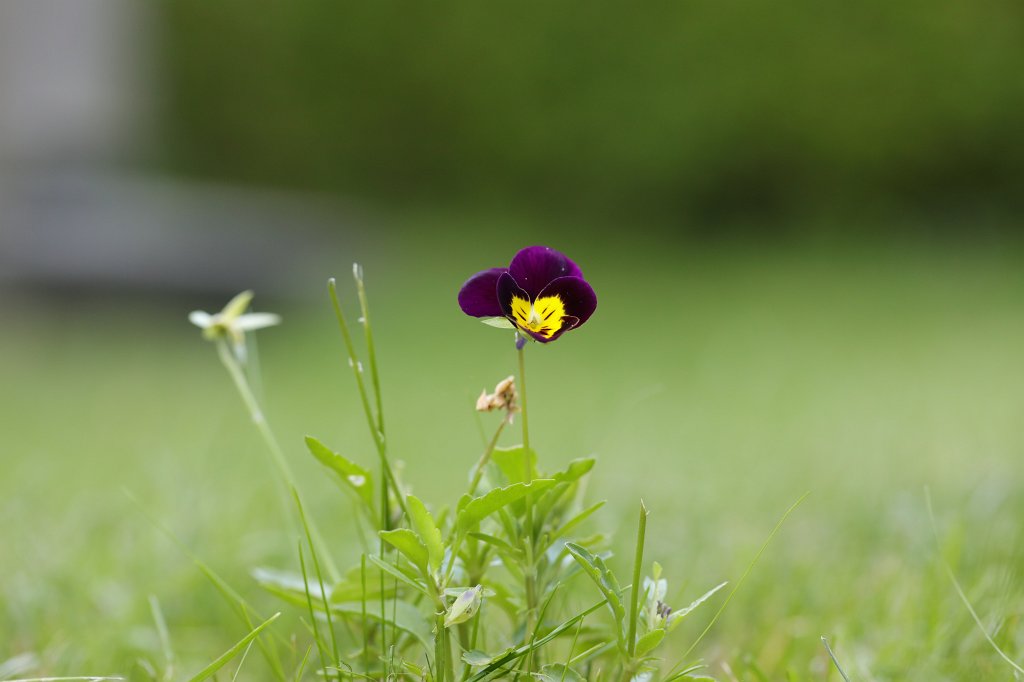574A9185.JPG -  Viola  ( Stiefmütterchen )