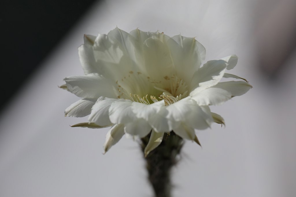 574A9290.JPG - Cactus blooming
