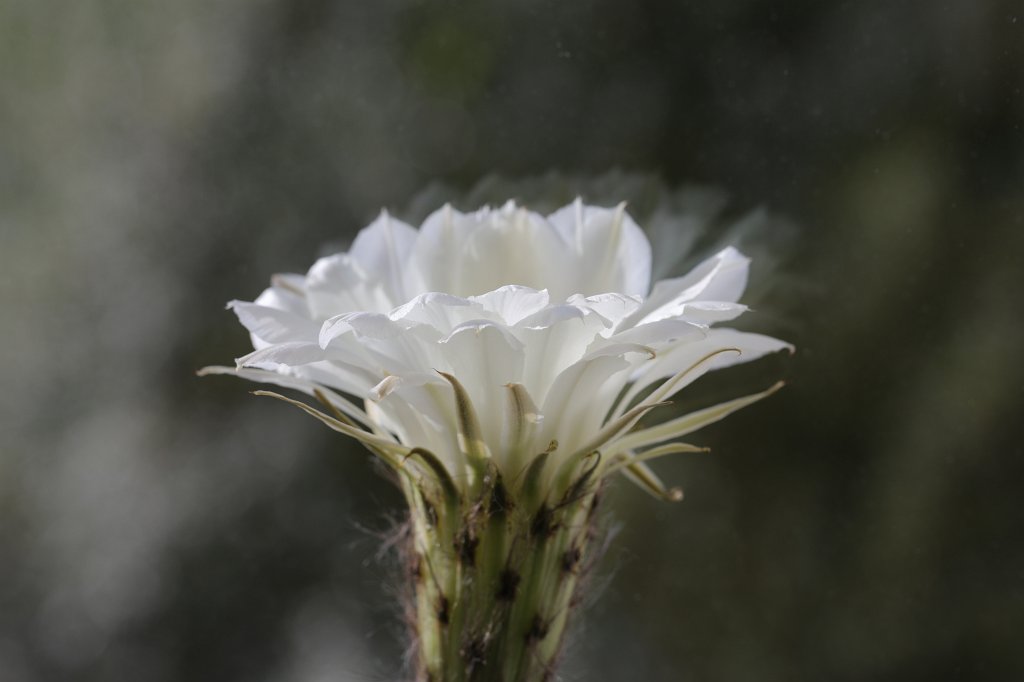 574A9293.JPG - Cactus blooming