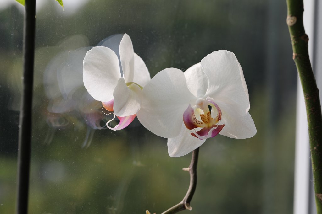 574A9308.JPG - Orchidee