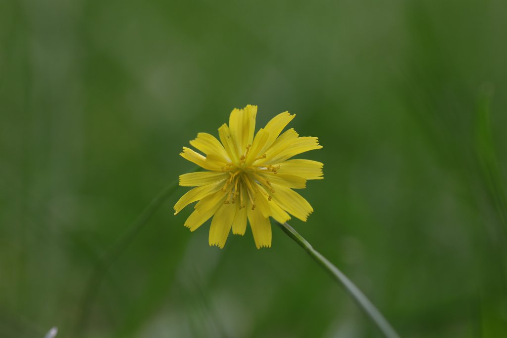574A9337.JPG -  Hawkweed  ( Habichtskraut )