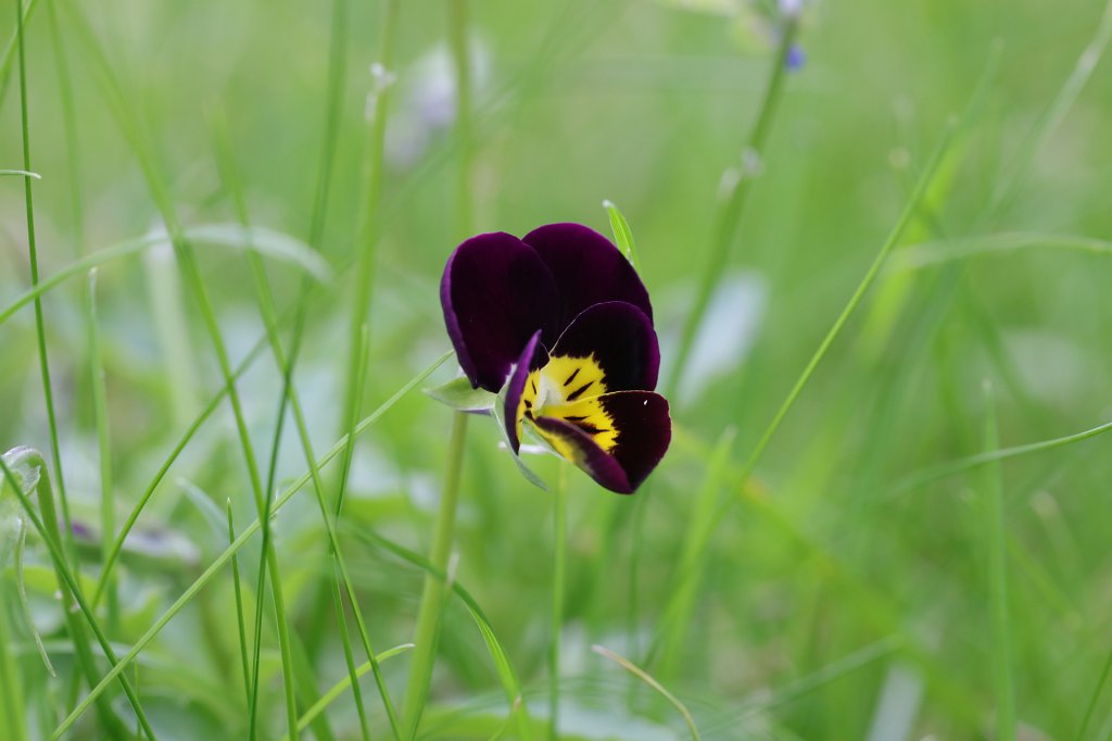 574A9339.JPG -  Viola  ( Stiefmütterchen )