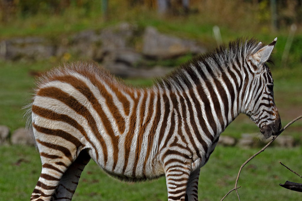 574A0300_c.jpg -  Grant's zebra  ( Böhm-Zebra )