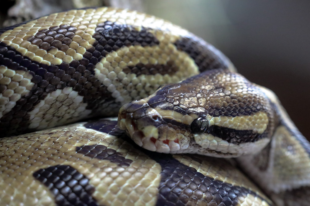 574A0307_c.jpg -  Ball python  ( Königspython )