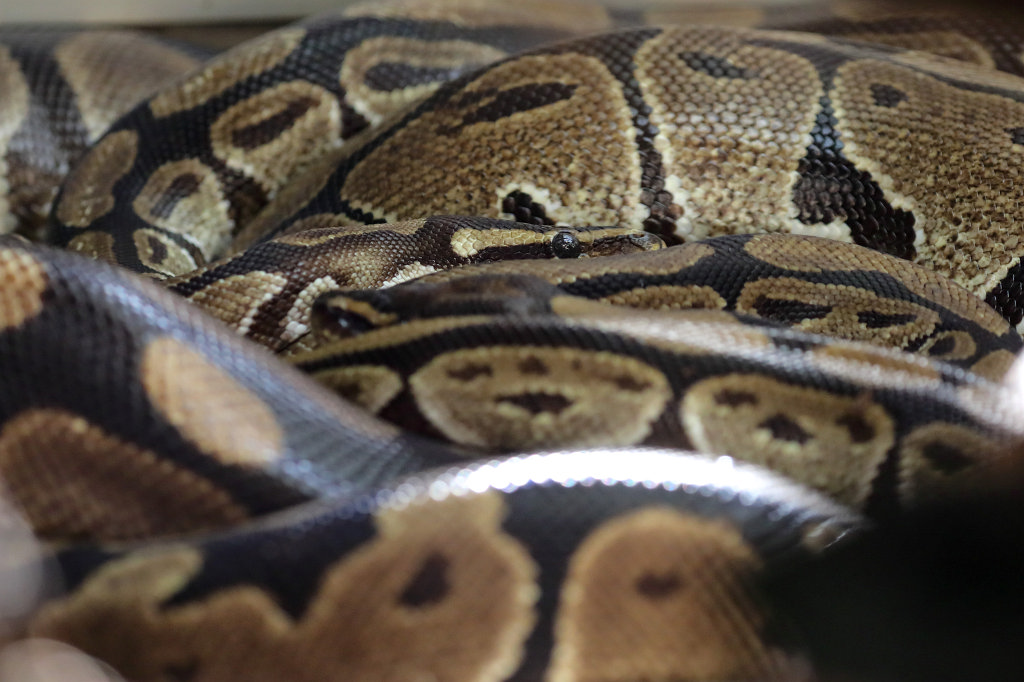 574A0312_c.jpg -  Ball python  ( Königspython )
