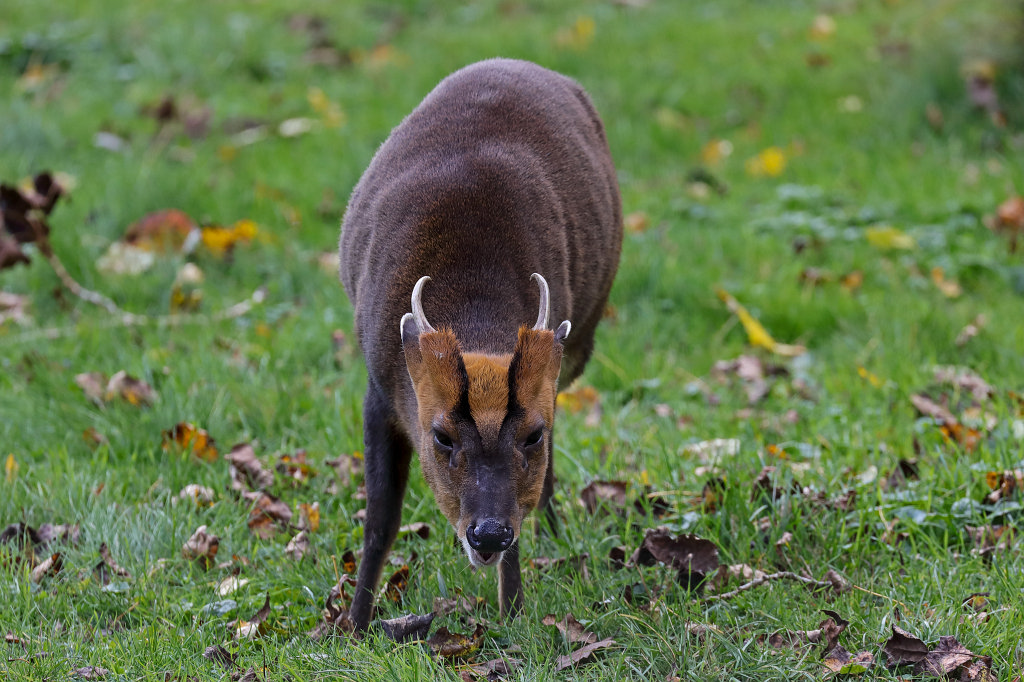 574A0388_c.jpg -  Reeves's muntjac  ( Chinesischer Muntjak )