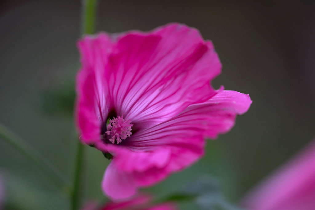 574A0392_c.jpg - Flower