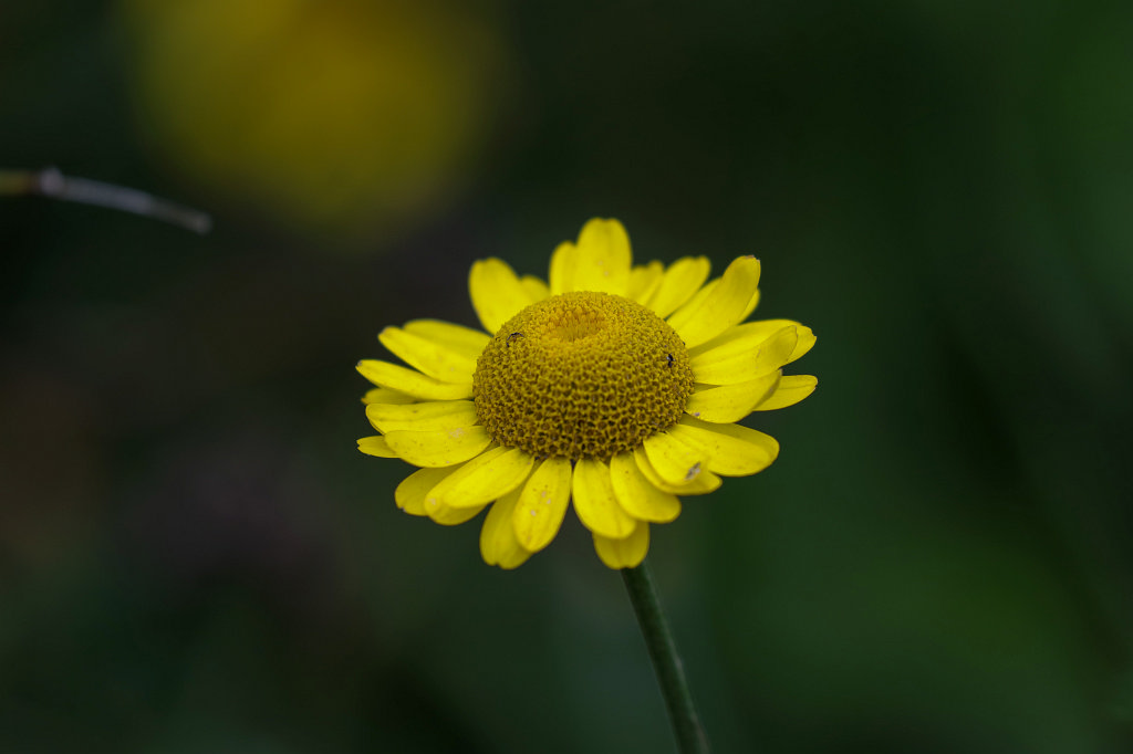 574A0399_c.jpg - Flower