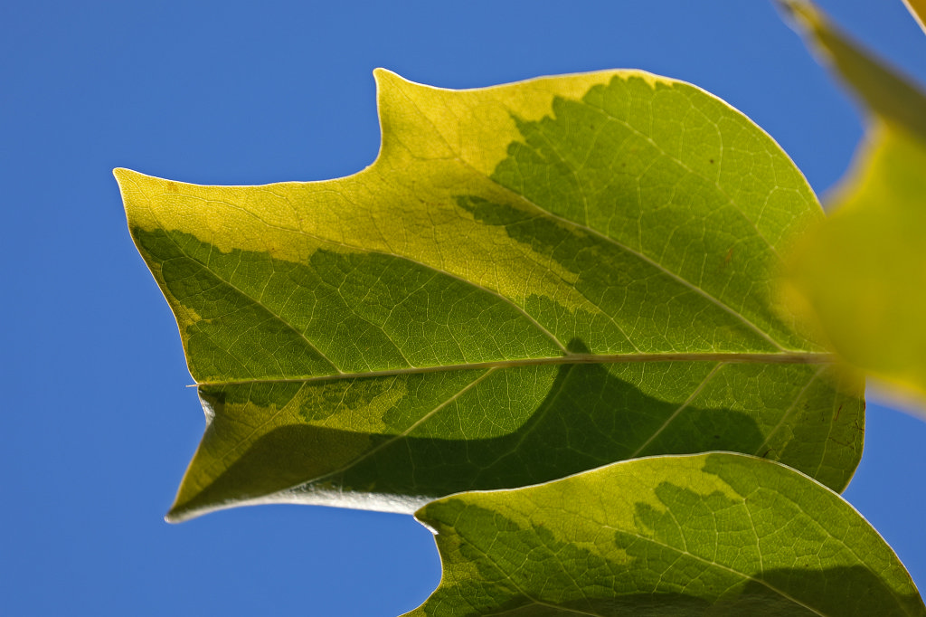 574B0436_c.jpg -  Tulip tree  leaves in autumn ( Tulpenbaum blätter im Herbst)