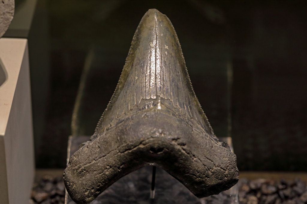 574B0449_c.jpg -  Senckenberg Museum of natural history  ( Senckenberg Naturmuseum )