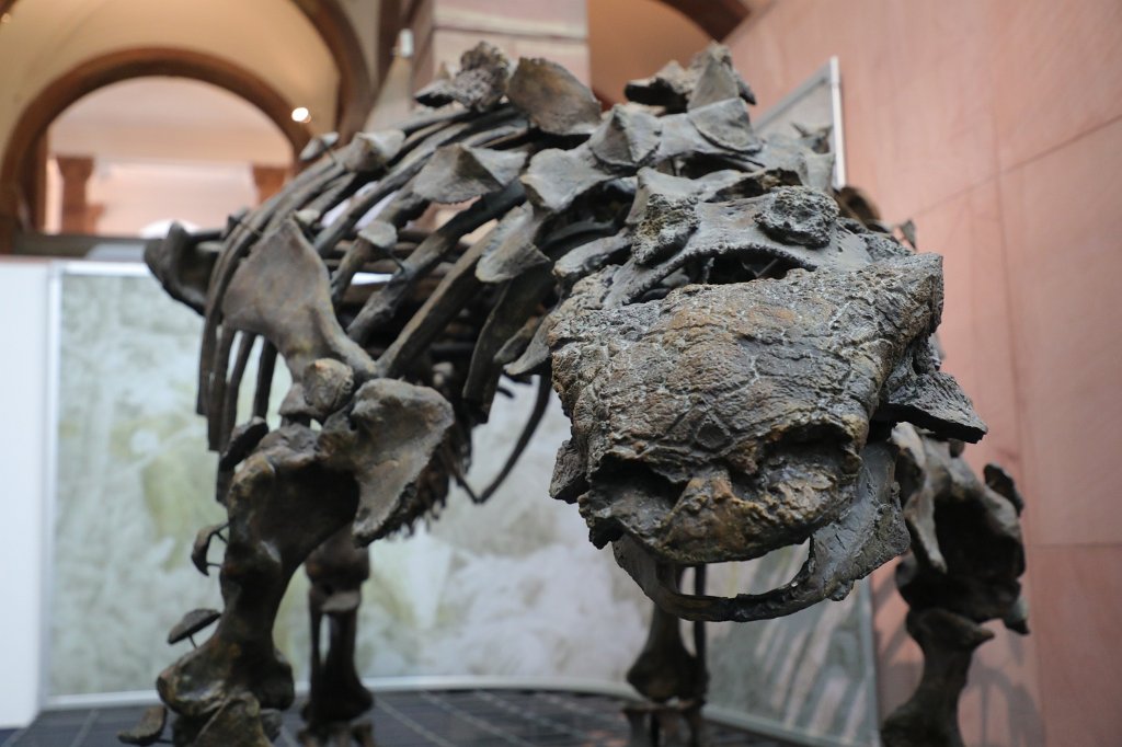 574B0457.JPG -  Senckenberg Museum of natural history  ( Senckenberg Naturmuseum )