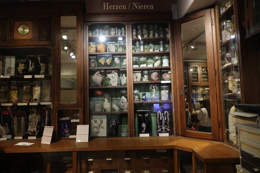 574B0462.JPG -  Senckenberg Museum of natural history  ( Senckenberg Naturmuseum )