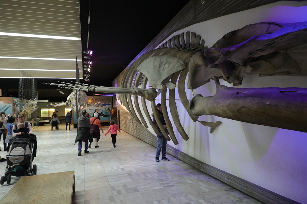 574B0466.JPG -  Senckenberg Museum of natural history  ( Senckenberg Naturmuseum )