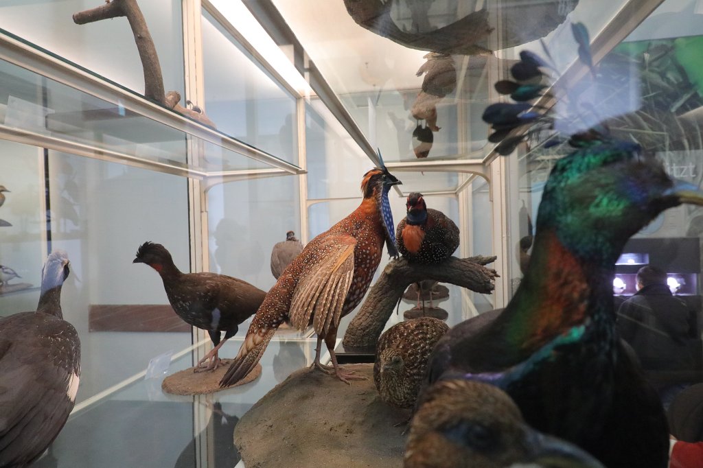 574B0507.JPG -  Senckenberg Museum of natural history  ( Senckenberg Naturmuseum )