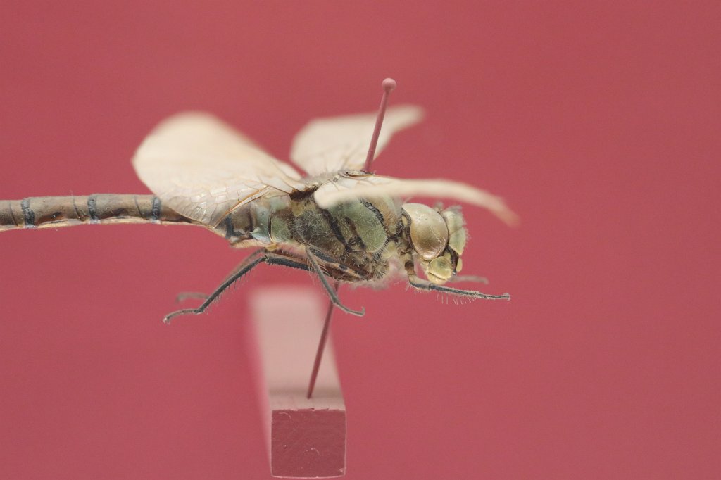 574B0518.JPG -  Senckenberg Museum of natural history  ( Senckenberg Naturmuseum )