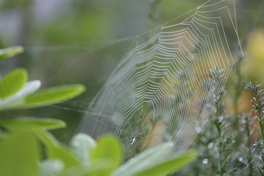 574A9490.JPG - Spiderweb