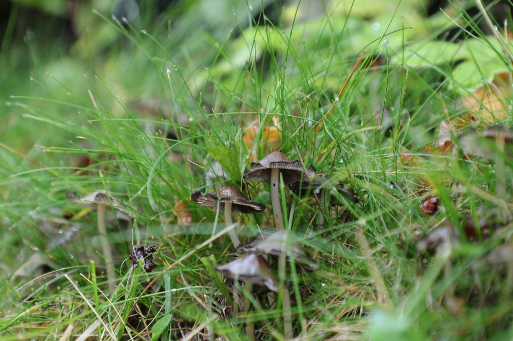 574A9491.JPG - Mushroom