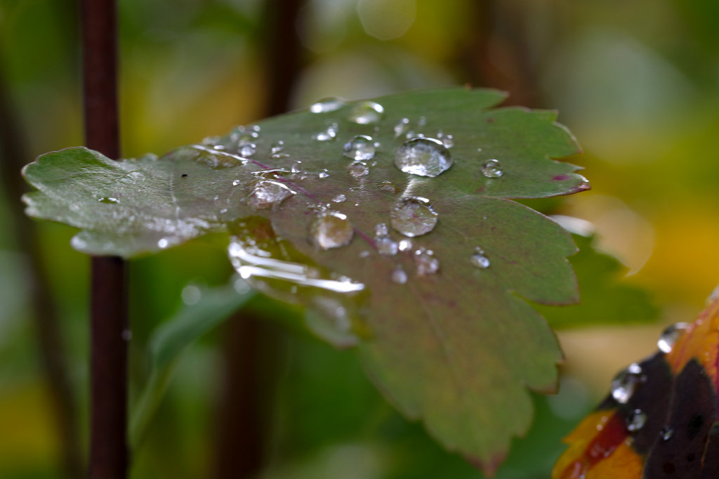 574A9511_c.jpg - Drops on leaf