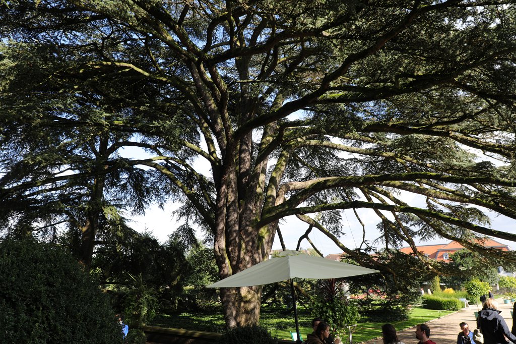 574A9554.JPG -  Schloss Bad Homburg  - Libanonzeder