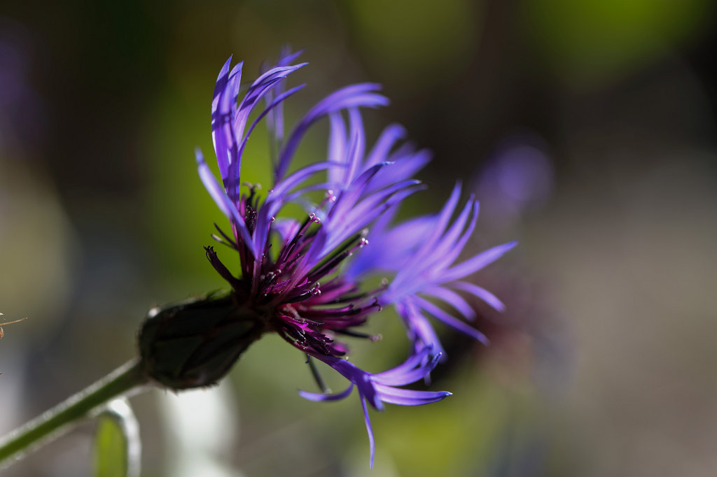 574A9630_c.jpg -  Cornflower  ( Kornblume )