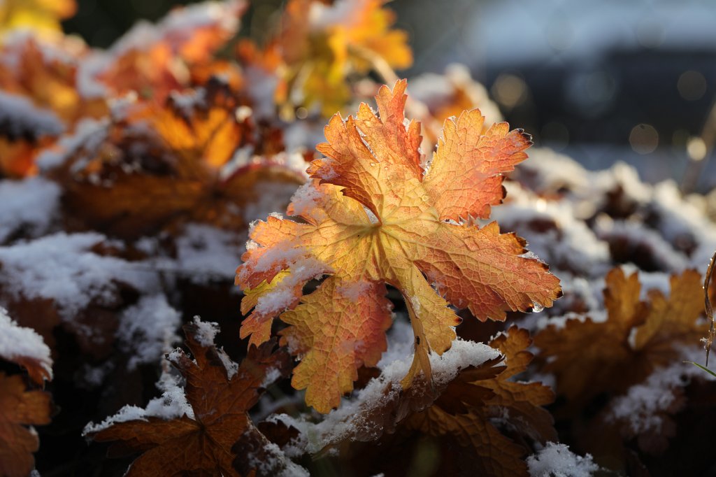 574B0602.JPG - First snow on leaves