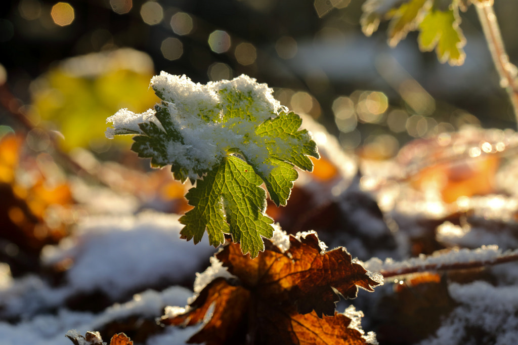 574B0608_c.jpg - Last green first snow