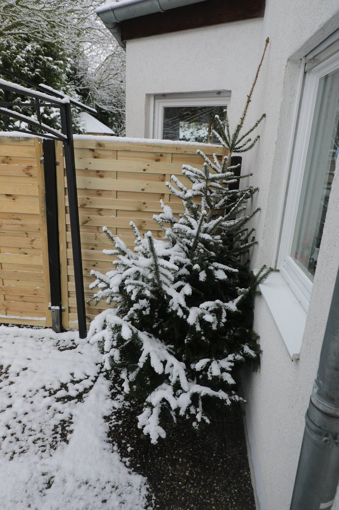 574B0805.JPG - Eingeschneiter Weihnachtsbaum