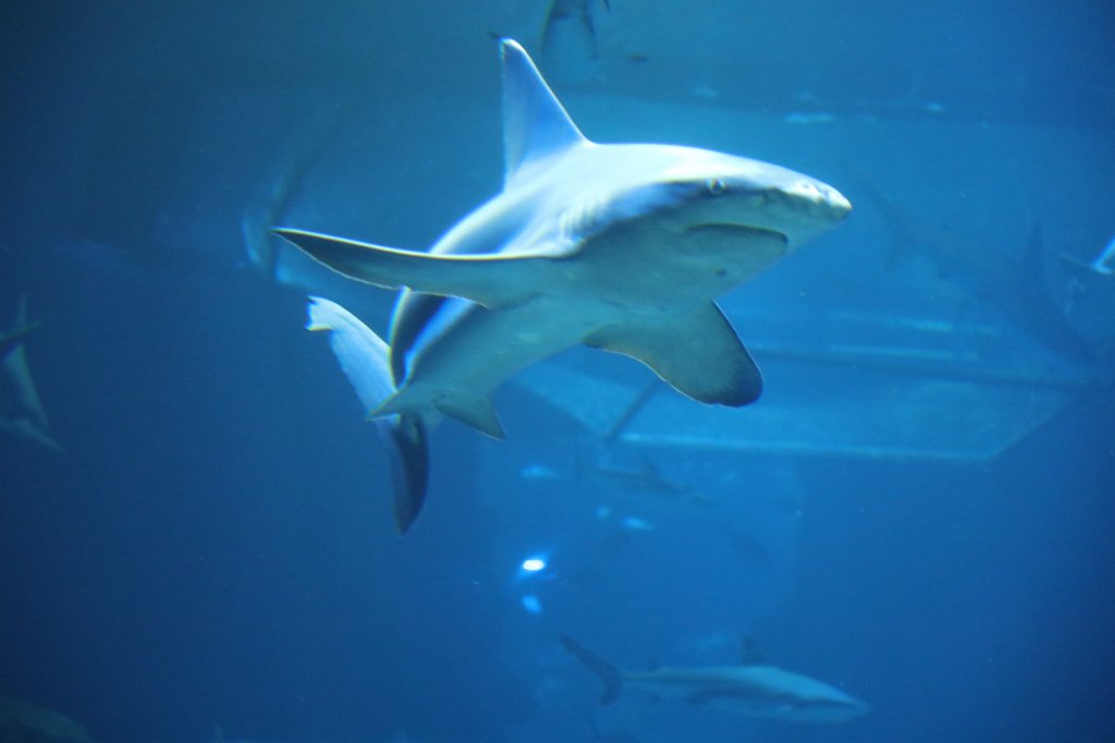 574B1843.JPG -  Aquarium de Paris - Cinéaqua 