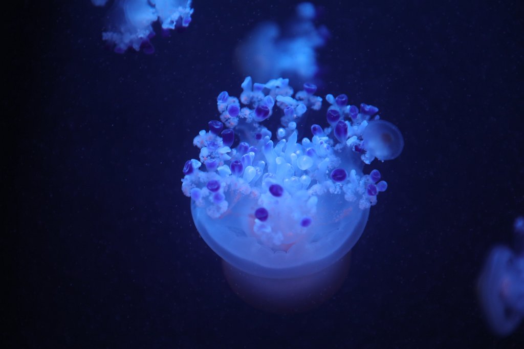 574B1922.JPG -  Jellyfish  at the Aquarium de Paris - Cinéaqua