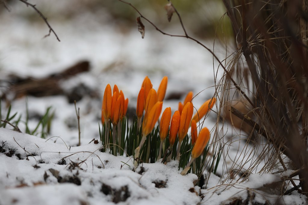 574B2230.JPG -  Crocuses  in the snow