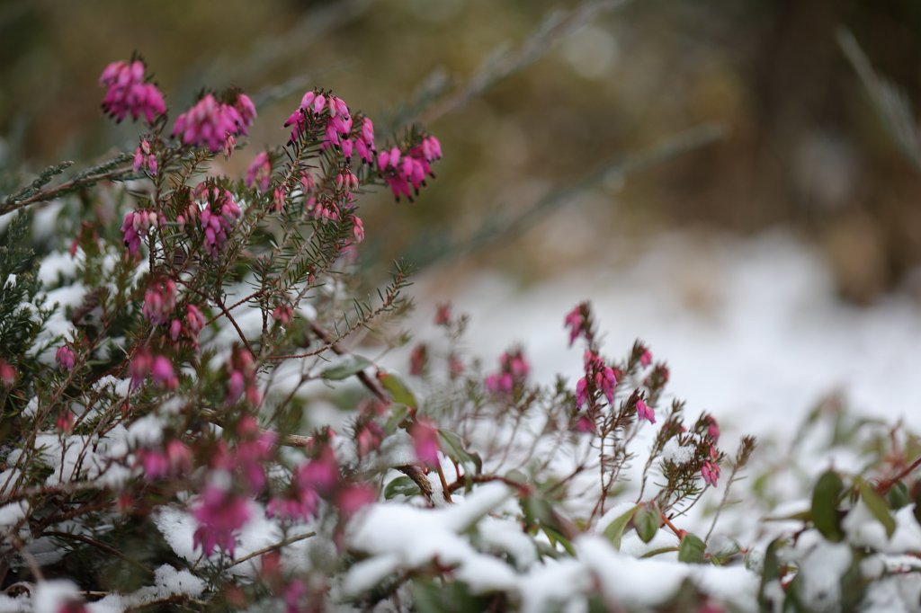 574B2232.JPG -  Erica  in the snow