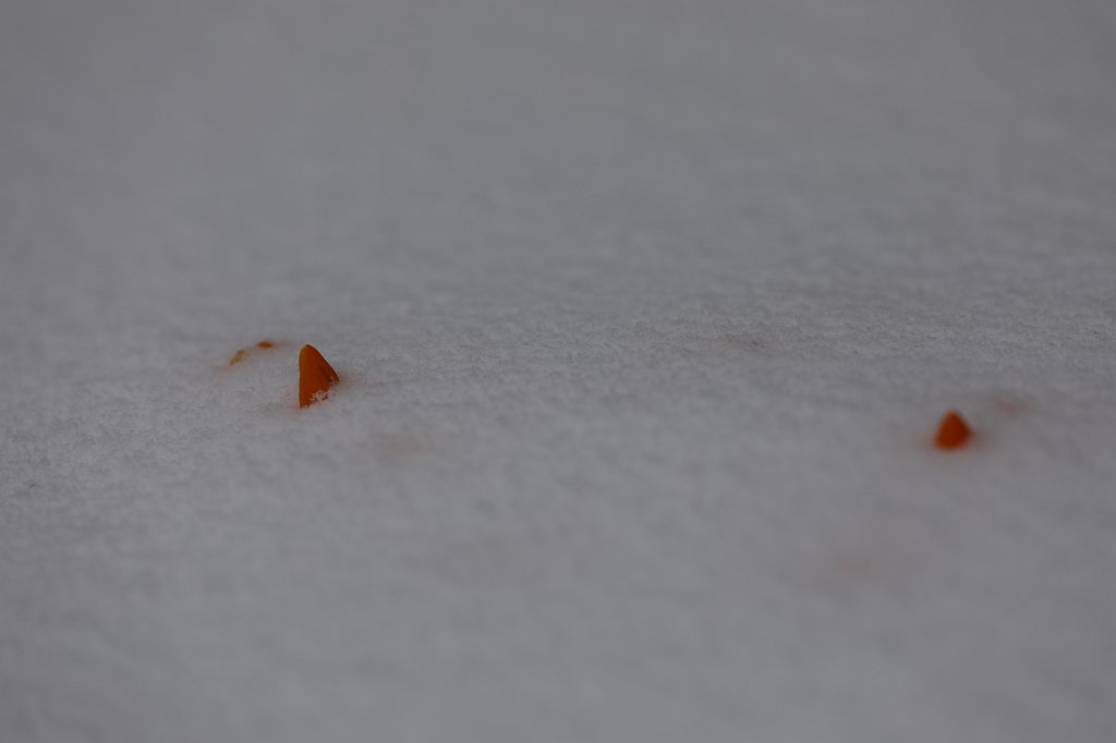 574B2237.JPG -  Crocuses  in the snow