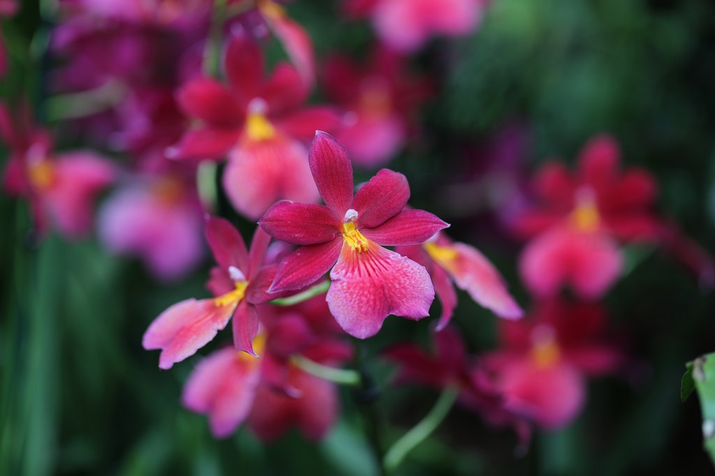 574B2251.JPG -  Orchid  exhibition at the  Palmengarten   Frankfurt 